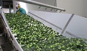 青果物の加工