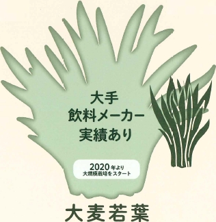 大麦若葉