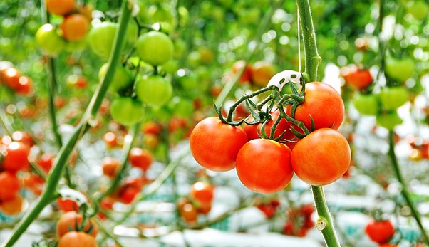 トマト、リーフレタス